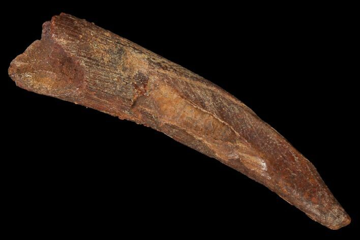 Fossil Pterosaur (Siroccopteryx) Tooth - Morocco #145784